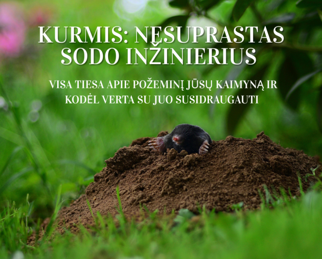 Kurmis: nesuprastas sodo inžinierius arba visa tiesa apie jūsų požeminį kaimyną ir kodėl verta su juo susidraugauti 